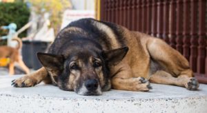 Ferienhaus Schmugglerpatt Südlohn - Hund entspant in der Wohnung